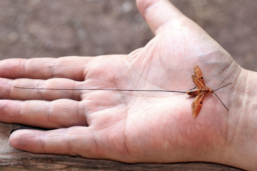 Borneo Entomology Camp — Borneo wildlife, book, free download, jungle tour, Borneo Entomology Camp tour, Borneo Entomology Camp trip