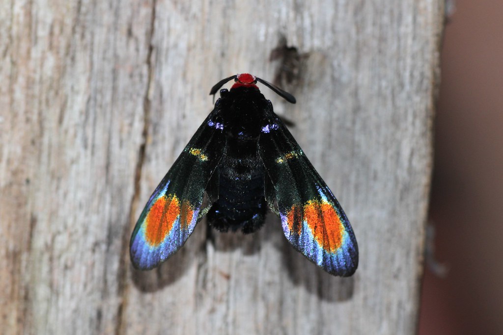 Borneo Entomology Camp — Borneo wildlife, book, free download, jungle tour, Borneo Entomology Camp tour, Borneo Entomology Camp trip