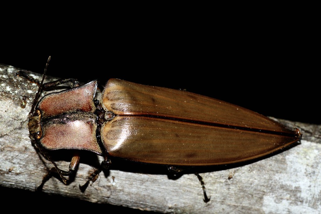 Borneo Entomology Camp — Borneo wildlife, book, free download, jungle tour, Borneo Entomology Camp tour, Borneo Entomology Camp trip