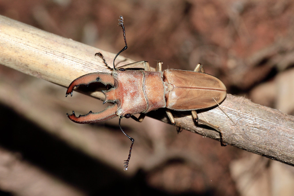 Borneo Entomology Camp — Borneo wildlife, book, free download, jungle tour, Borneo Entomology Camp tour, Borneo Entomology Camp trip