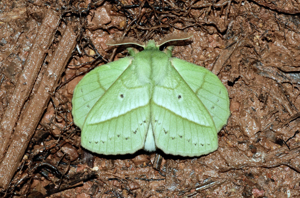 Borneo Entomology Camp — Borneo wildlife, book, free download, jungle tour, Borneo Entomology Camp tour, Borneo Entomology Camp trip