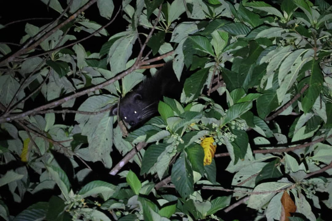 Ulu Brunei — Borneo wildlife, book, free download, jungle tour, Ulu Brunei tour, Ulu Brunei trip