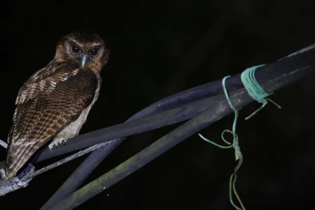 Ulu Brunei — Borneo wildlife, book, free download, jungle tour, Ulu Brunei tour, Ulu Brunei trip