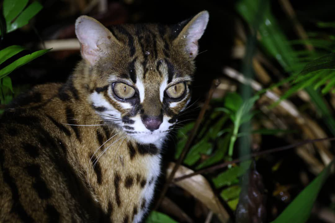 Ulu Brunei — Borneo wildlife, book, free download, jungle tour, Ulu Brunei tour, Ulu Brunei trip