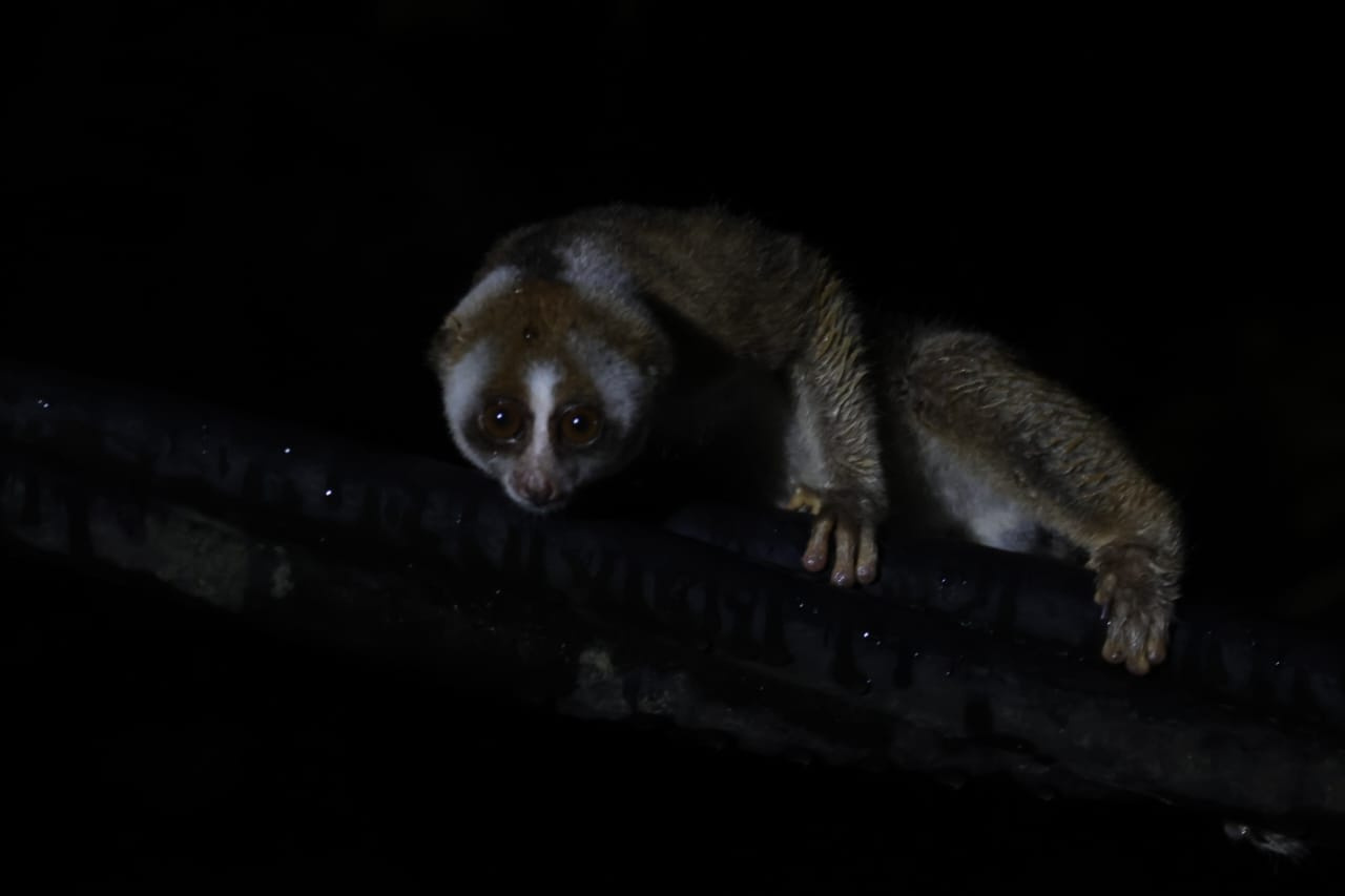 Ulu Brunei — Borneo wildlife, book, free download, jungle tour, Ulu Brunei tour, Ulu Brunei trip