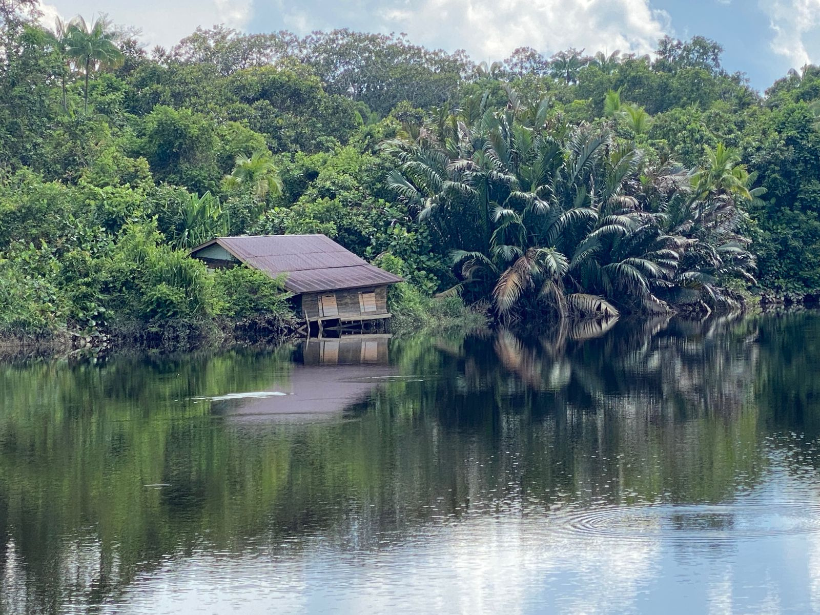 Ulu Brunei — Borneo wildlife, book, free download, jungle tour, Ulu Brunei tour, Ulu Brunei trip