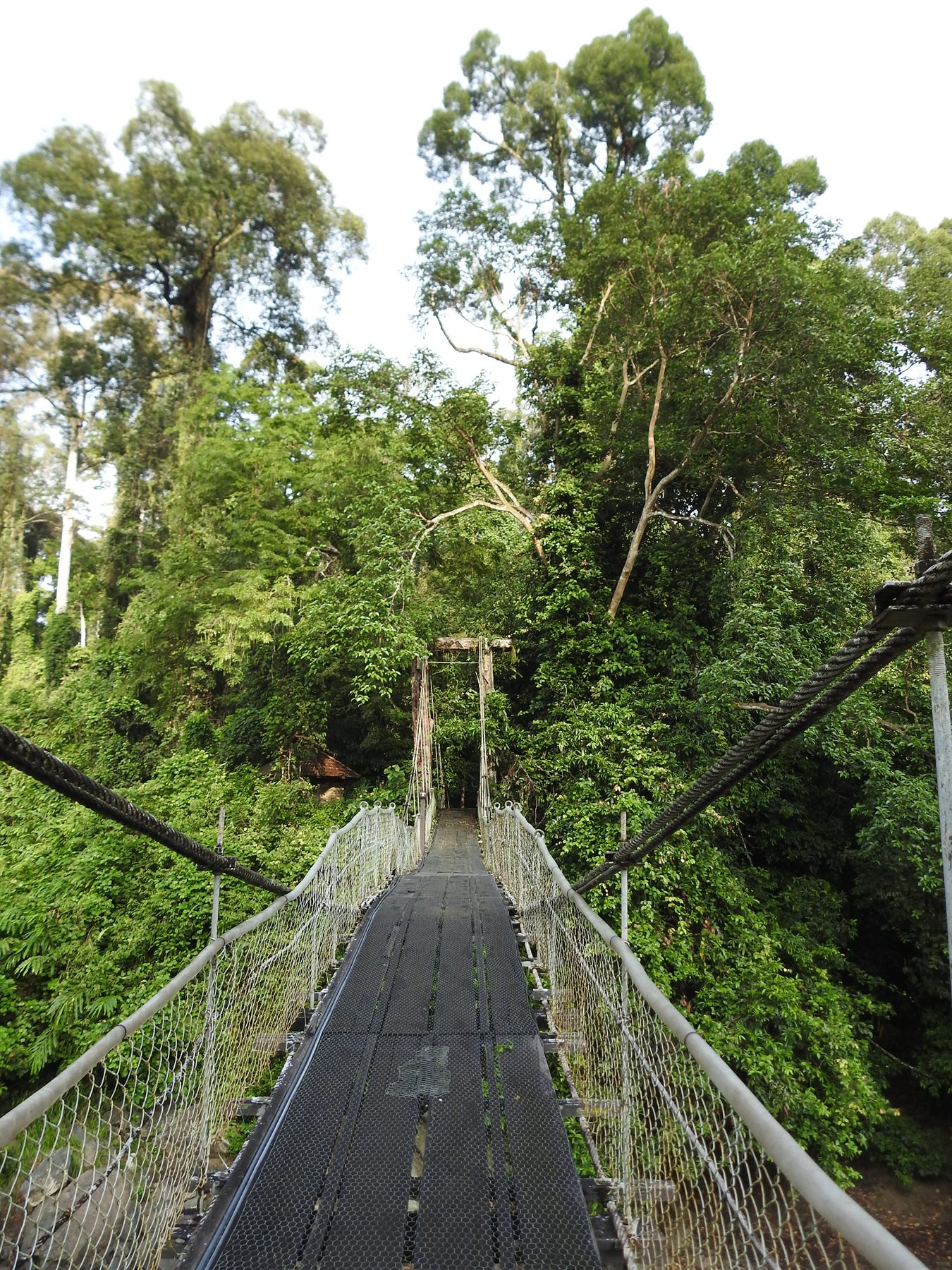 Danum Valley Field Centre — Borneo wildlife, book, free download, jungle tour, Danum Valley Field Centre tour, Danum Valley Field Centre trip