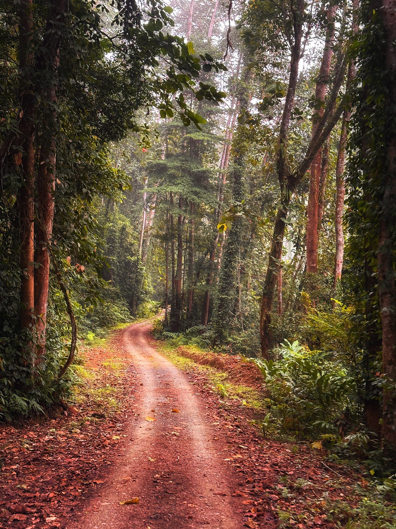 Langom — Borneo wildlife, book, free download, jungle tour, Langom tour, Langom trip