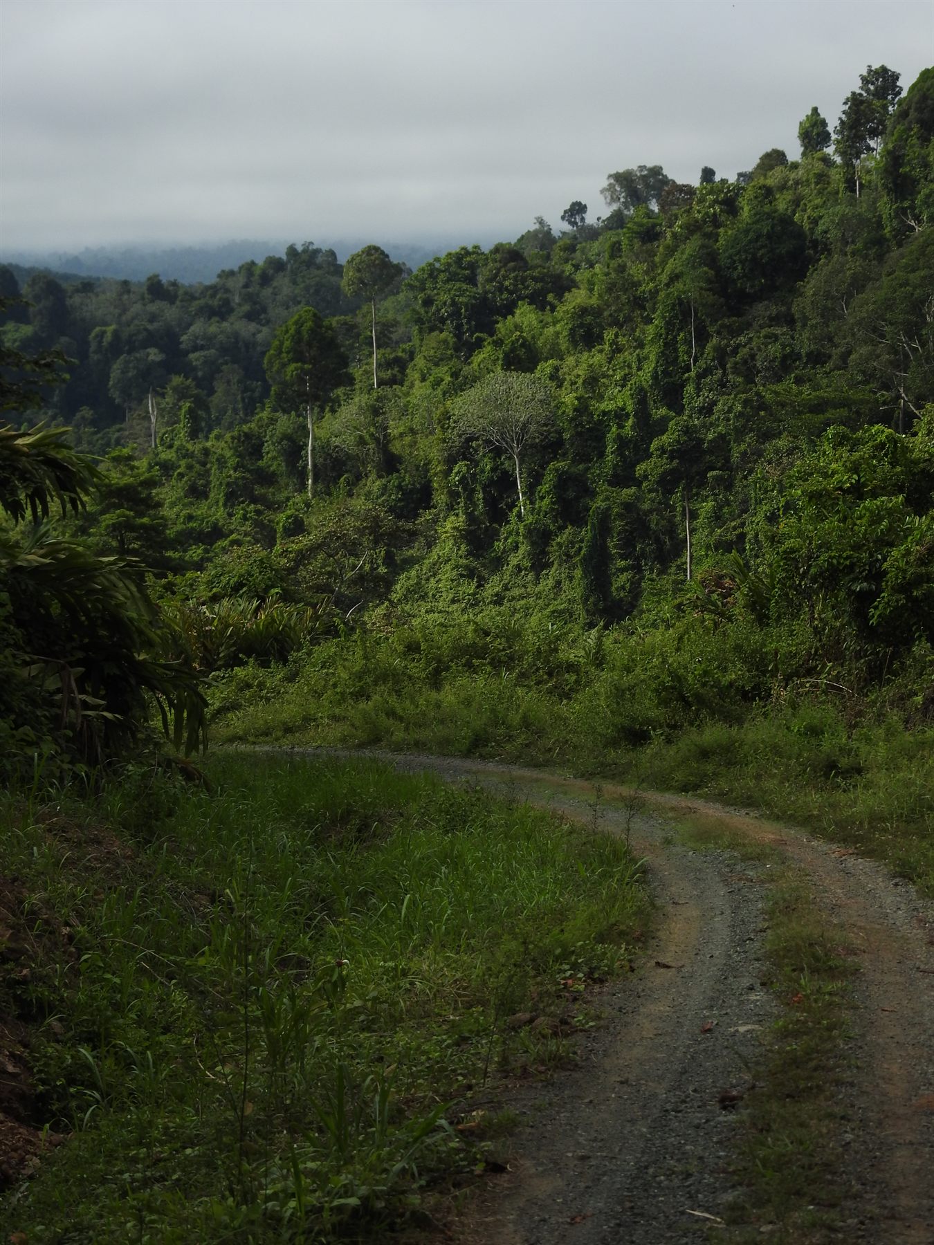 Gravel track winding through forested hills at Deramakot Forest Reserve in early morning light