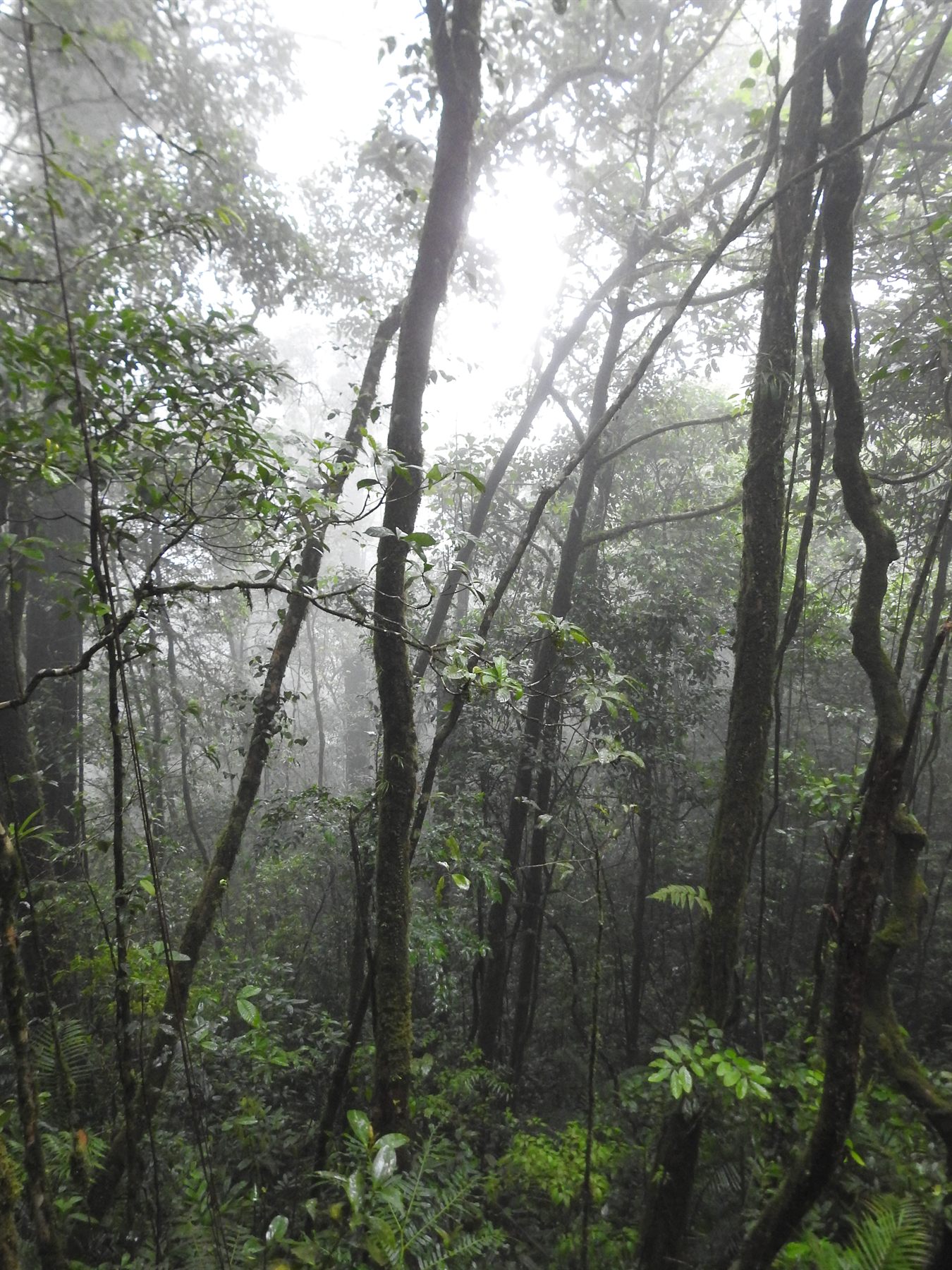 Sayap Substation — Borneo wildlife, book, free download, jungle tour, Sayap Substation tour, Sayap Substation trip