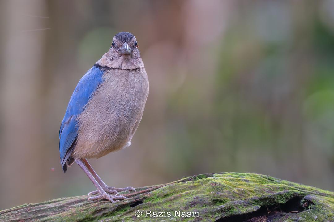 Kinabatangan Bird Hide — Borneo wildlife, book, free download, jungle tour, Kinabatangan Bird Hide tour, Kinabatangan Bird Hide trip