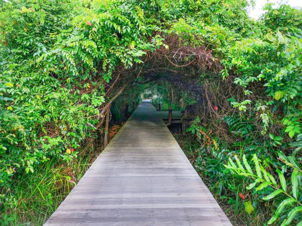 Kinabatangan Wetlands Resort — Borneo wildlife, book, free download, jungle tour, Kinabatangan Wetlands Resort tour, Kinabatangan Wetlands Resort trip