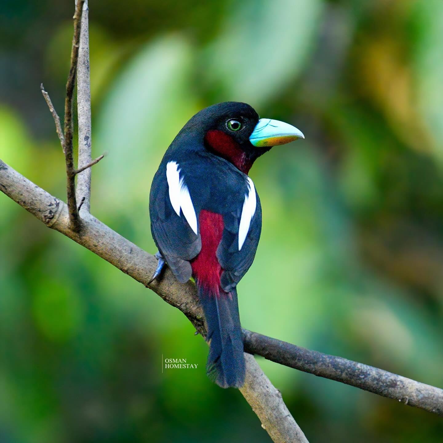 Osman's Homestay — Borneo wildlife, book, free download, jungle tour, Osman's Homestay tour, Osman's Homestay trip