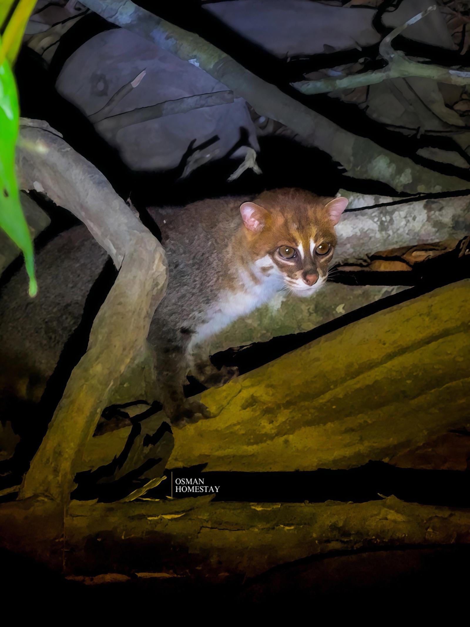 Osman's Homestay — Borneo wildlife, book, free download, jungle tour, Osman's Homestay tour, Osman's Homestay trip