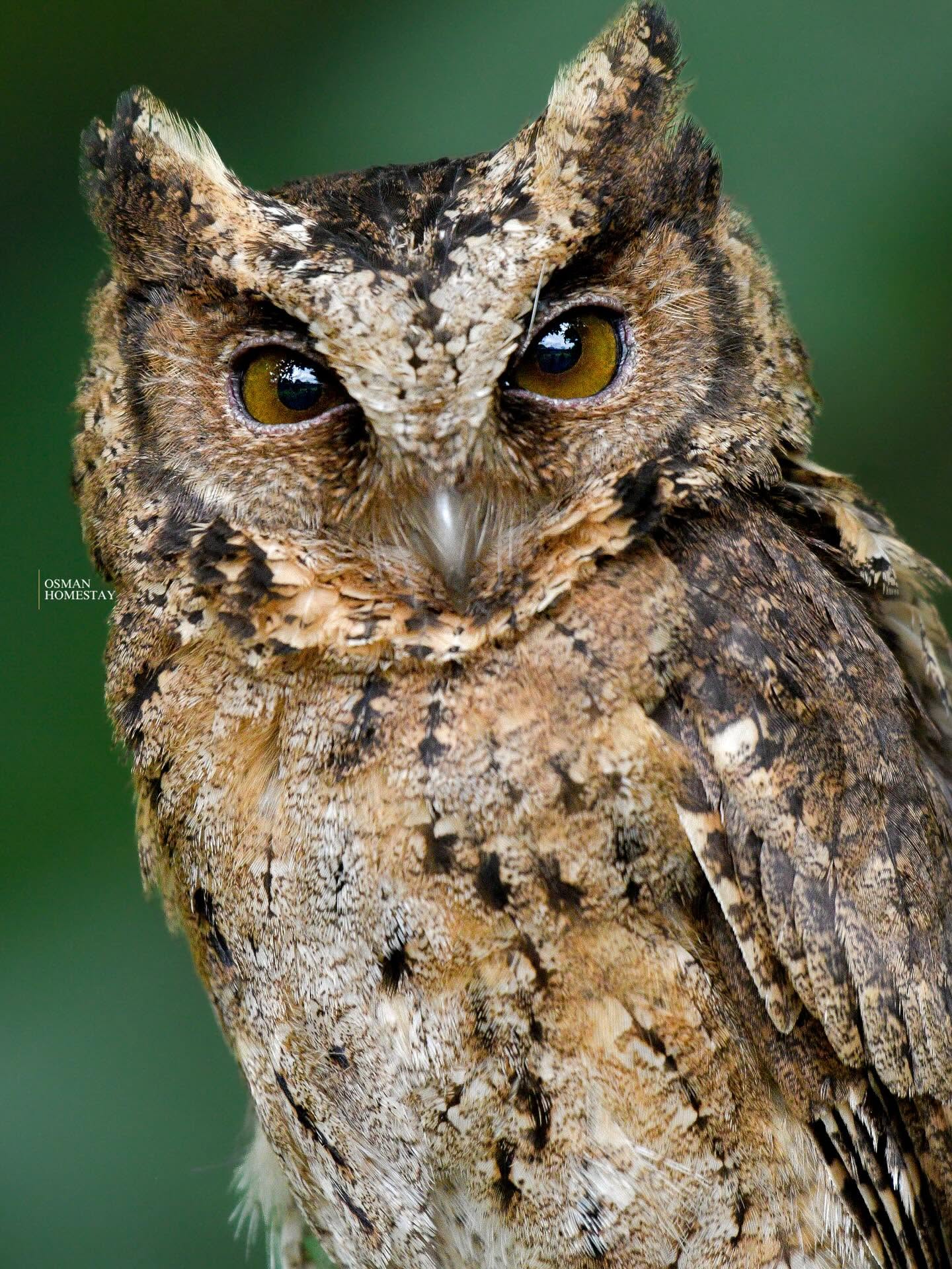 Osman's Homestay — Borneo wildlife, book, free download, jungle tour, Osman's Homestay tour, Osman's Homestay trip