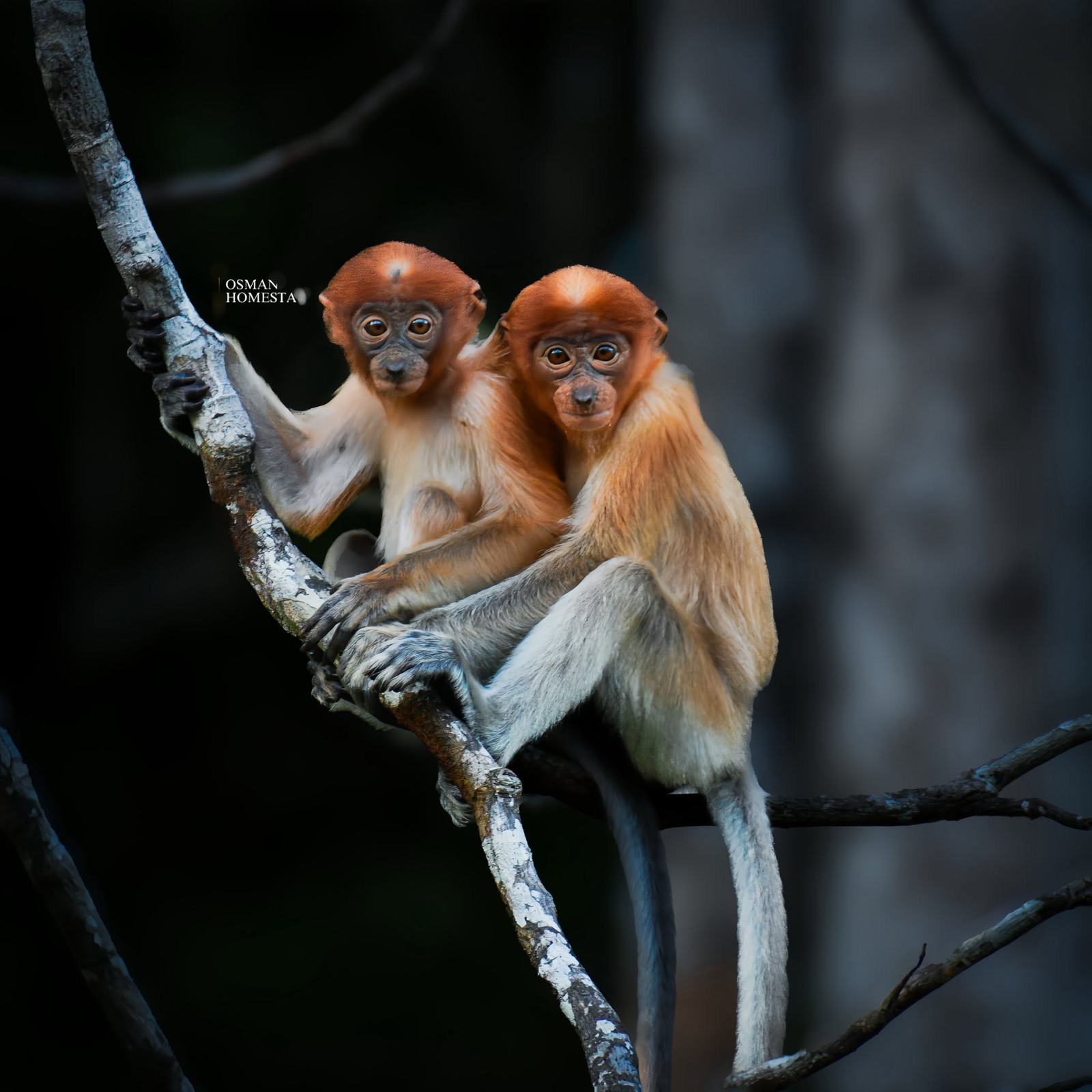 Osman's Homestay — Borneo wildlife, book, free download, jungle tour, Osman's Homestay tour, Osman's Homestay trip