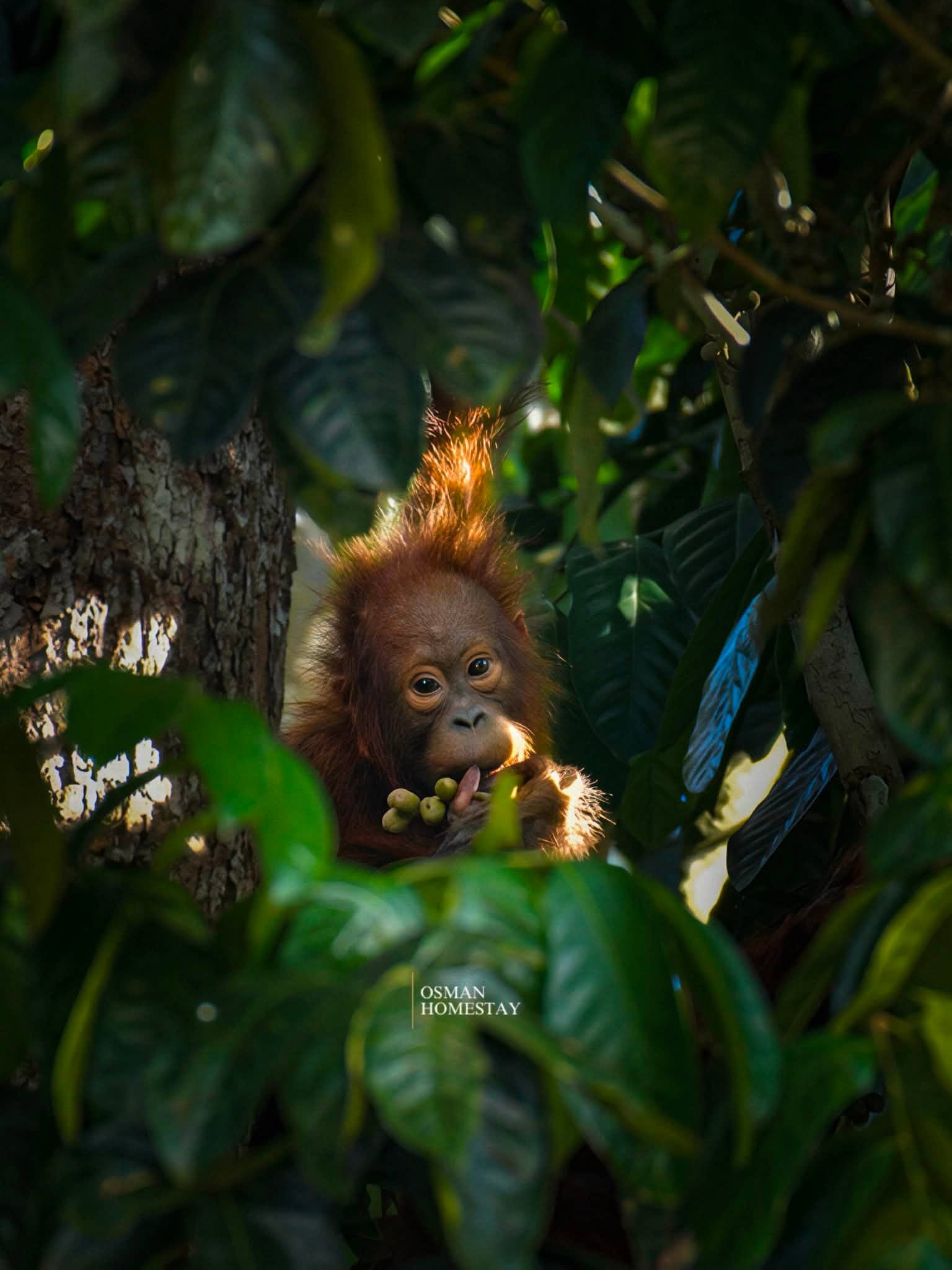 Osman's Homestay — Borneo wildlife, book, free download, jungle tour, Osman's Homestay tour, Osman's Homestay trip