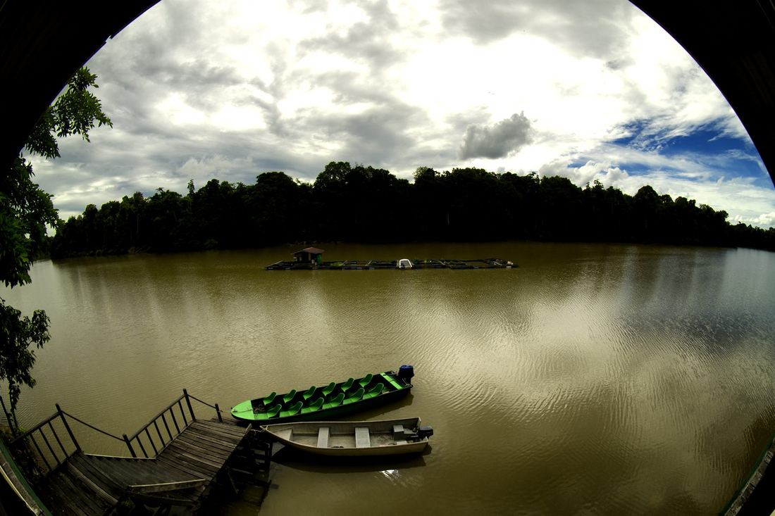 Tanjung Bulat Jungle Camp — Borneo wildlife, book, free download, jungle tour, Tanjung Bulat Jungle Camp tour, Tanjung Bulat Jungle Camp trip