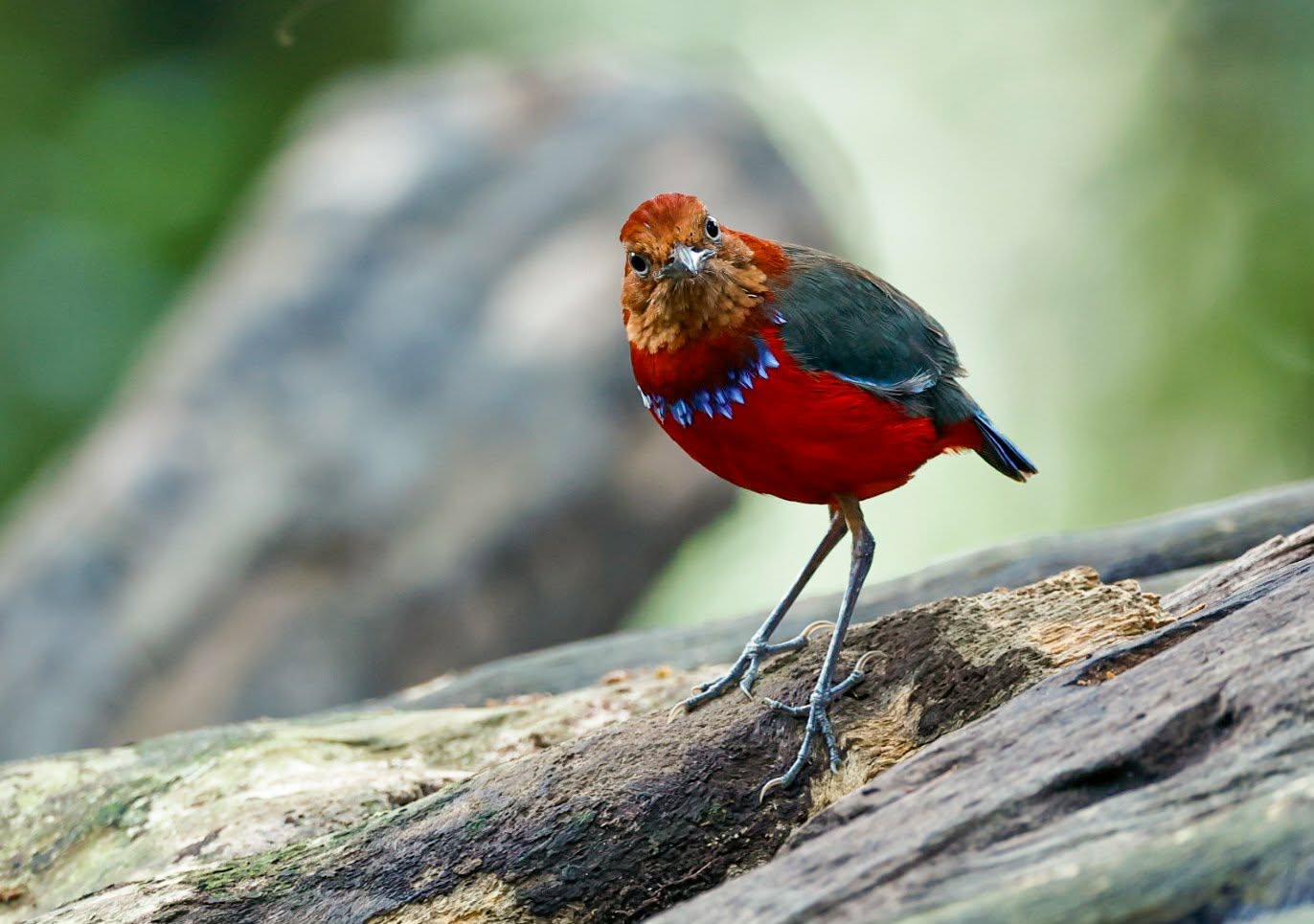 Mount Silam — Borneo wildlife, book, free download, jungle tour, Mount Silam tour, Mount Silam trip