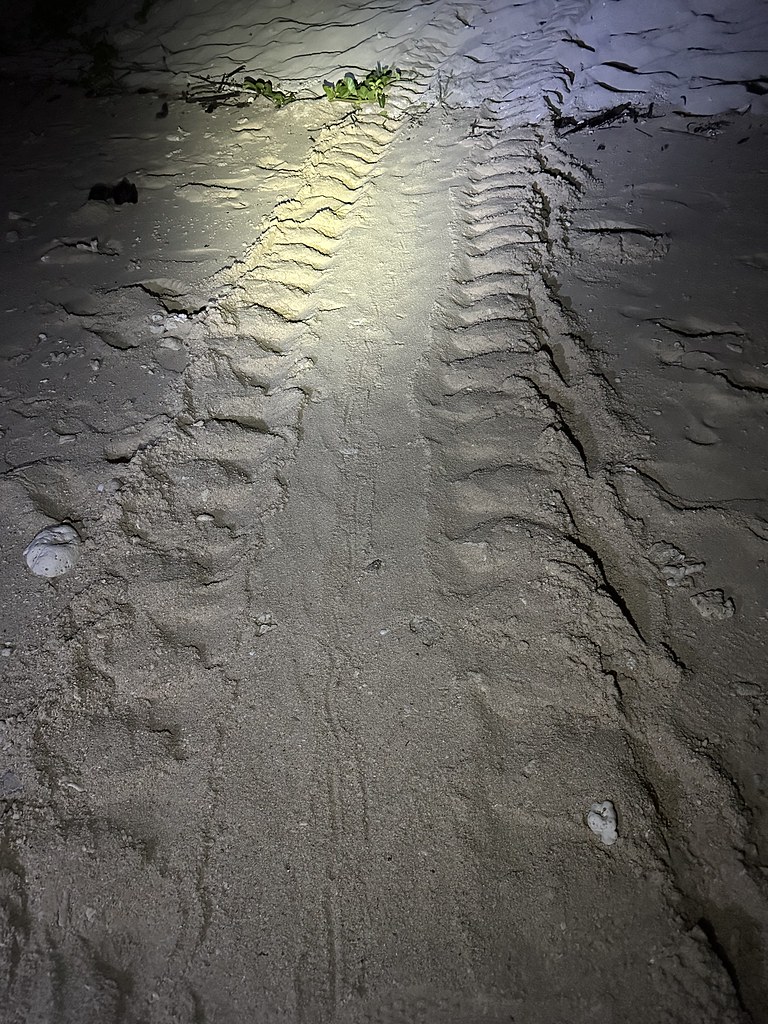 Selingan Island (Turtle Islands) — Borneo wildlife, book, free download, jungle tour, Selingan Island (Turtle Islands) tour, Selingan Island (Turtle Islands) trip