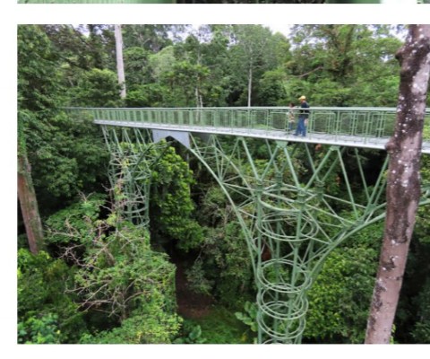 Steel canopy walkway running through the treetops at the Rainforest Discovery Centre, Sepilok