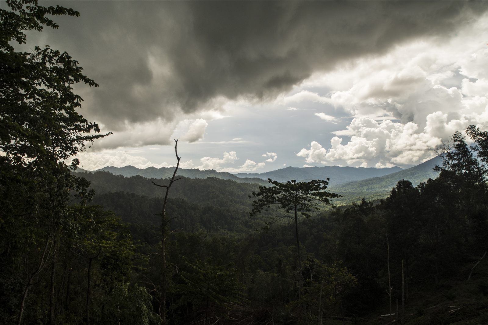 Telupid and Kampung Bestaria — Borneo wildlife, book, free download, jungle tour, Telupid and Kampung Bestaria tour, Telupid and Kampung Bestaria trip