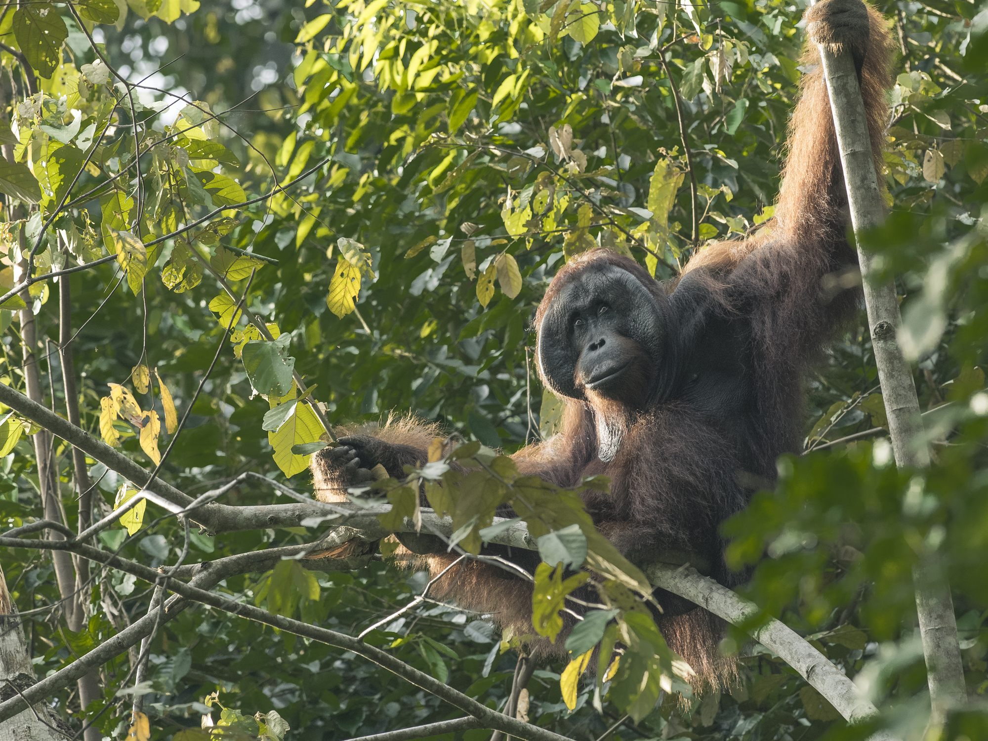 Borneo Field Guide — Free Online Guide to 1,313 Species
