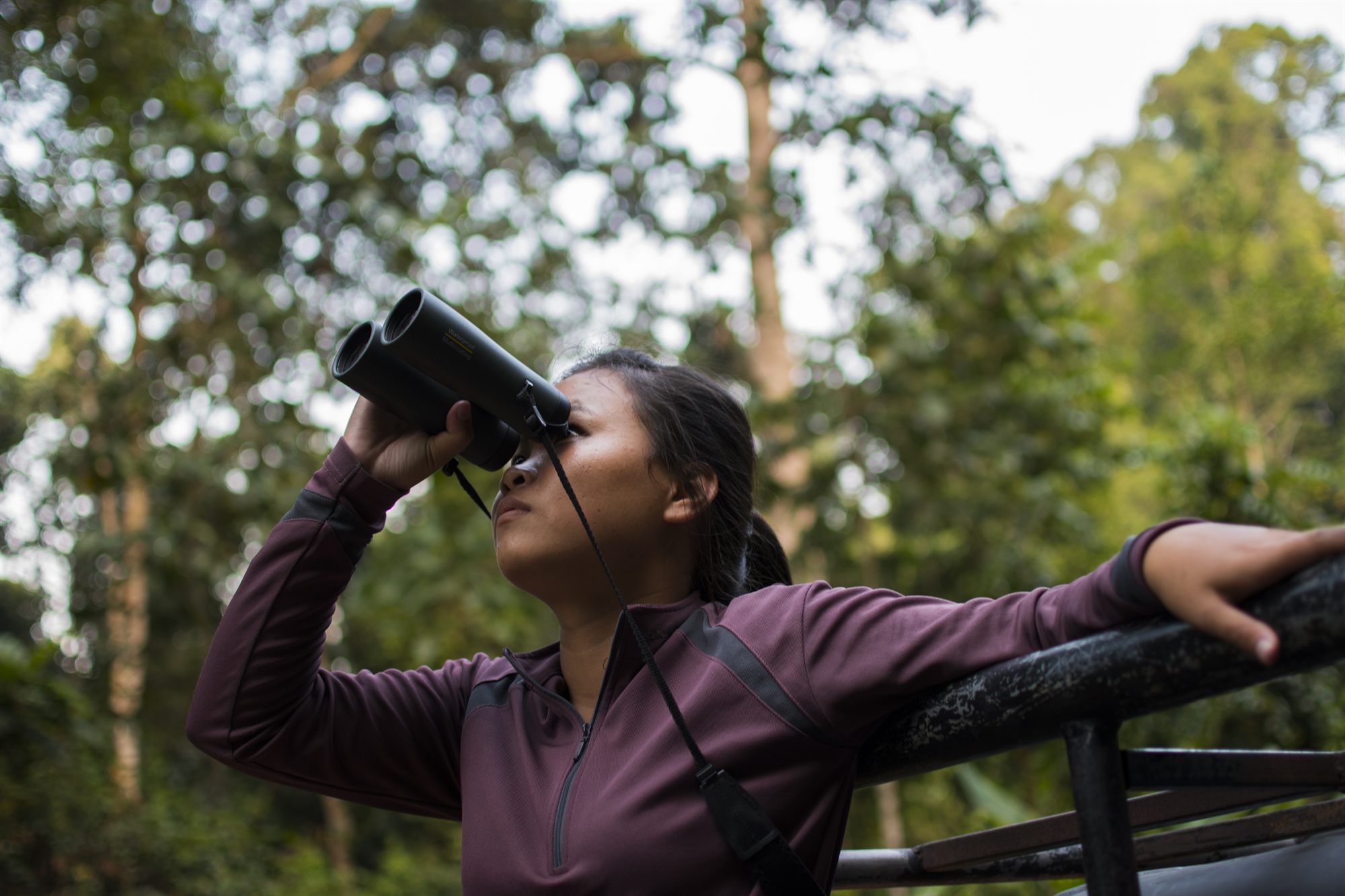 A guide scanning the rainforest canopy through binoculars from a safari vehicle in Borneo