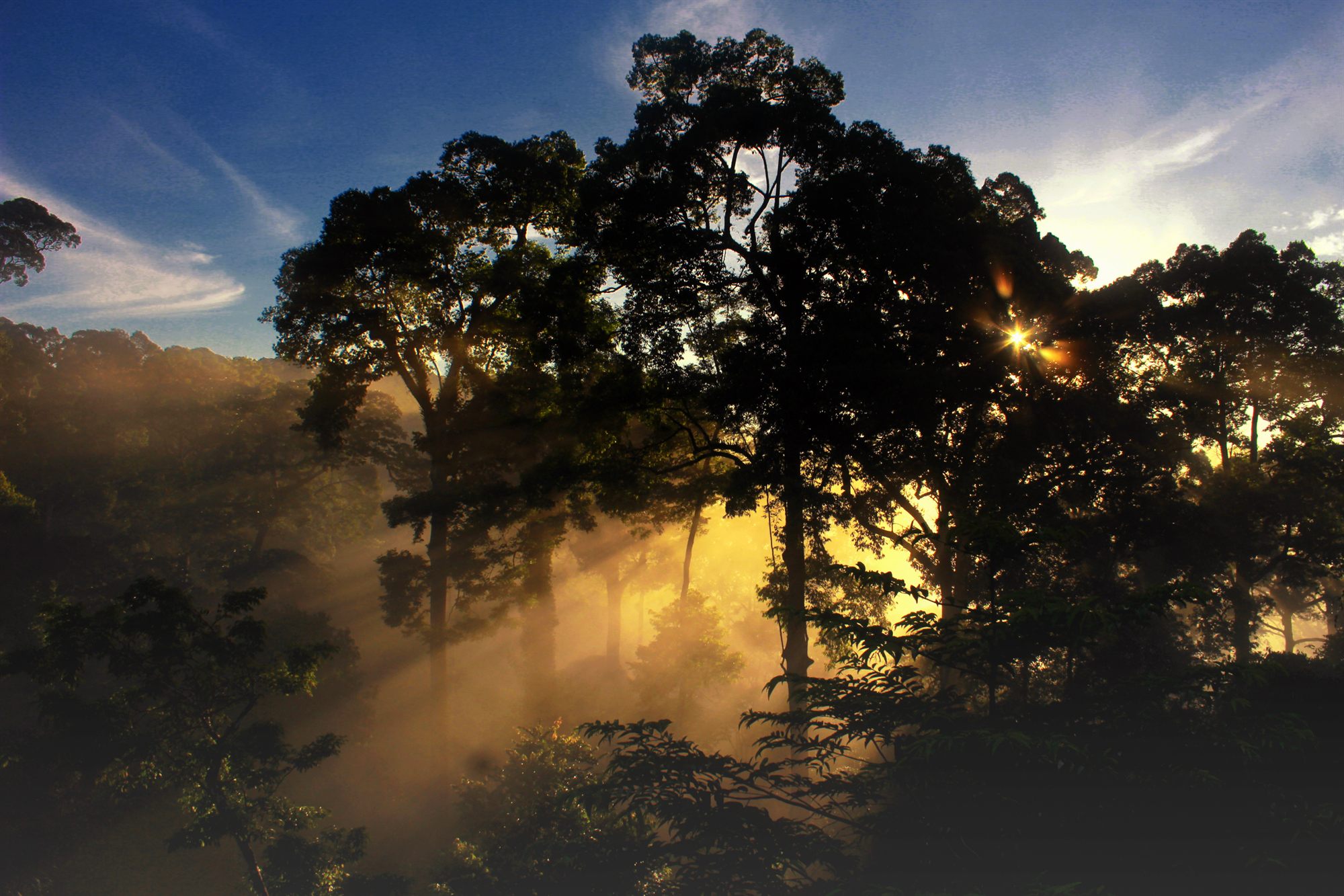 Sunlit rainforest canopy