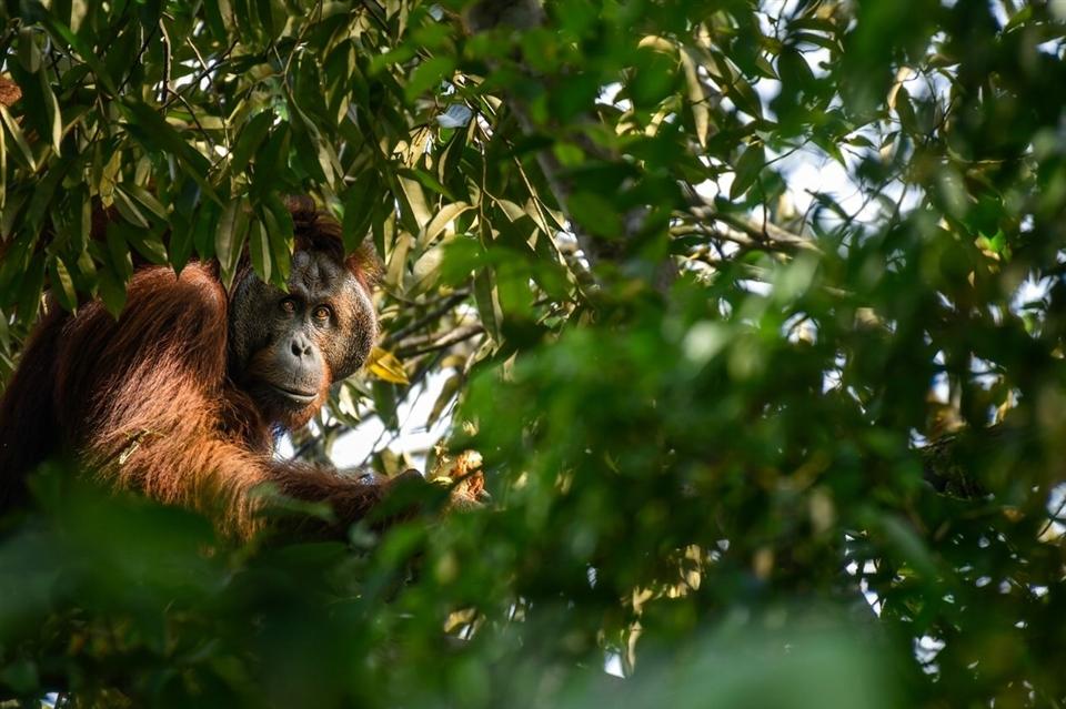 Bornean orangutan peering through the rainforest canopy