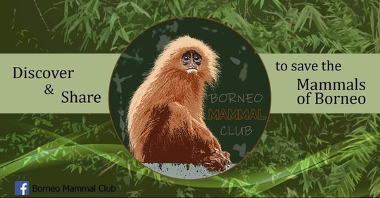 Borneo Mammal Club banner graphic