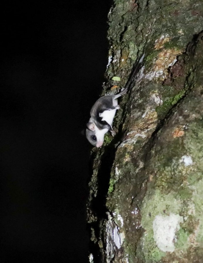 A small flying squirrel photographed on a tree trunk at night