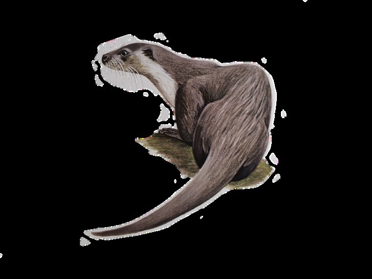 Illustration of a Eurasian Otter, from Phillipps' Guide to the Mammals of Borneo