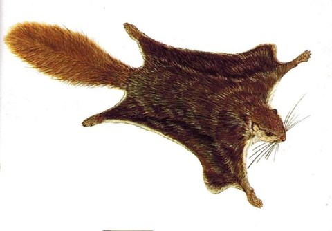 Illustration of the Smoky Flying Squirrel, from Phillipps' Field Guide to the Mammals of Borneo