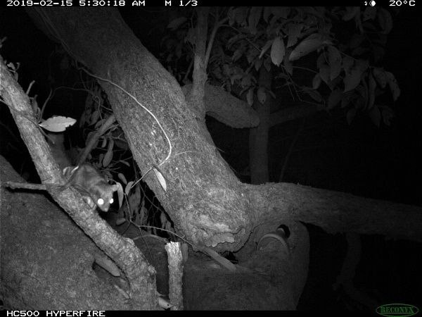 Black and white camera-trap photo, possibly a Smoky Flying Squirrel