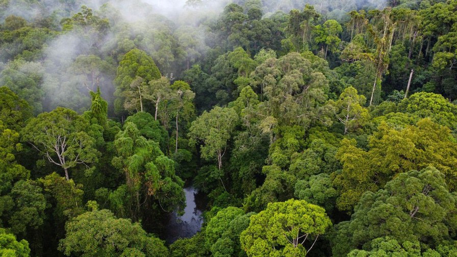 Aerial view of rainforest canopy with morning mist over a river, Tawau Hills Park
