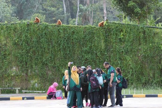 Group walking near a hedge with langurs visible on top