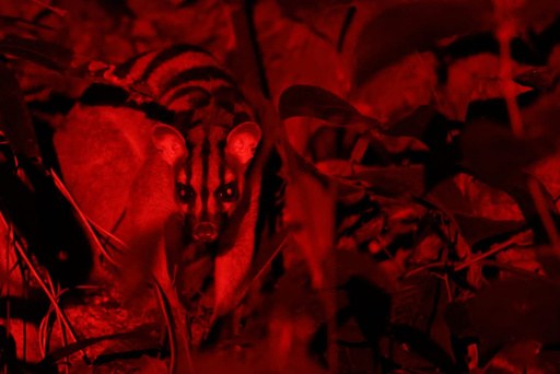 Banded Civet illuminated by red light at night