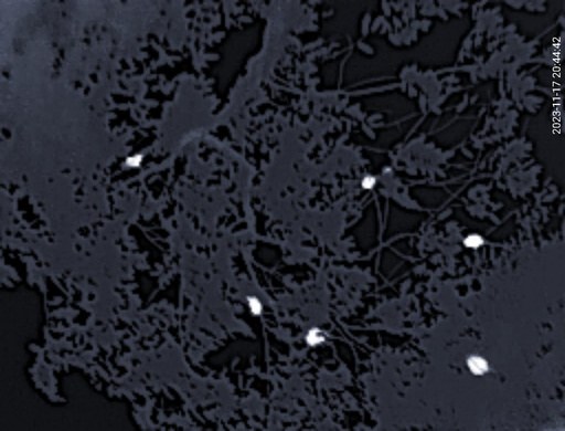 Thermal-scope screenshot showing mammal heat signatures in the canopy