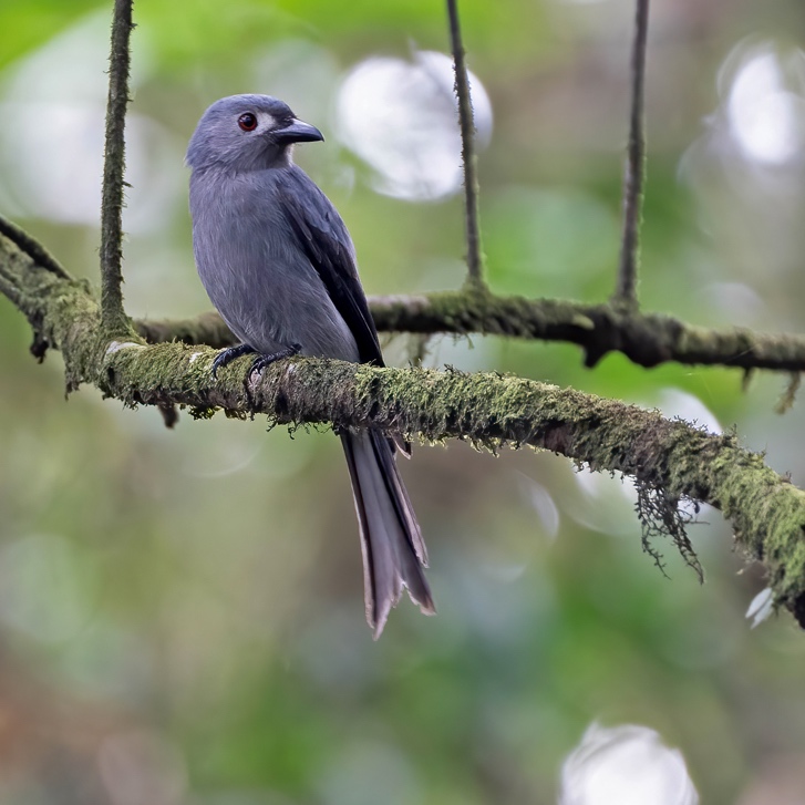 Ashy Drongo perched on a bare branch, Meratus Mountains