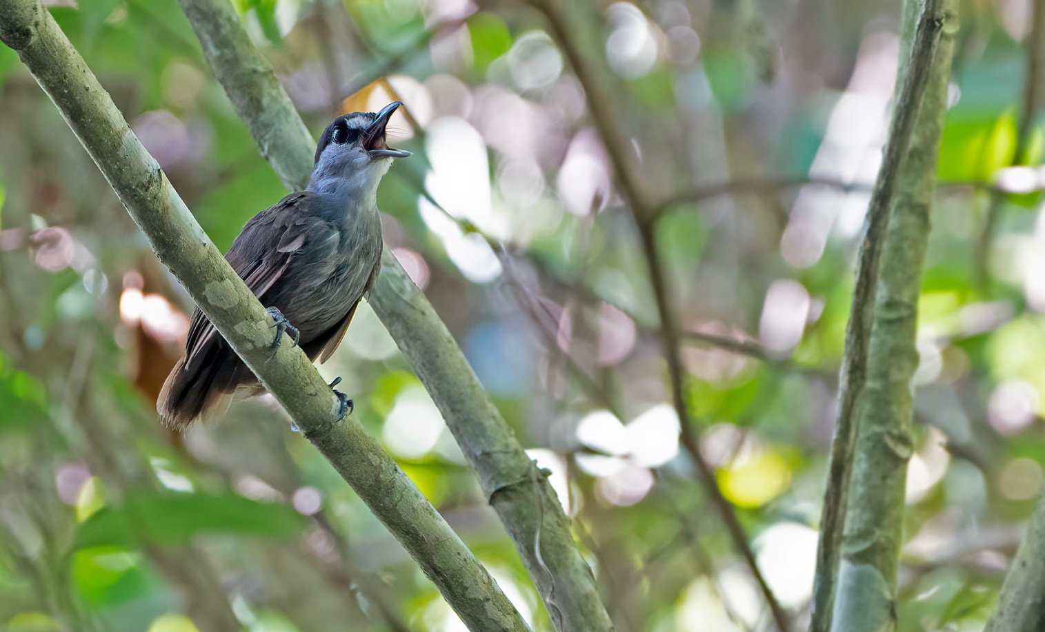 Black-browed Babbler singing from an open perch, Serongga