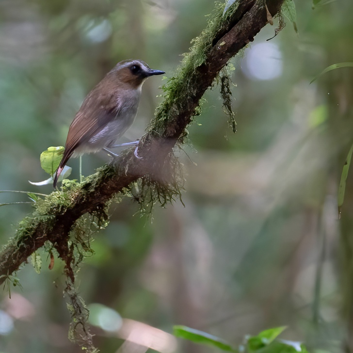 Bornean Shade-dweller perched on a mossy branch, Meratus Mountains