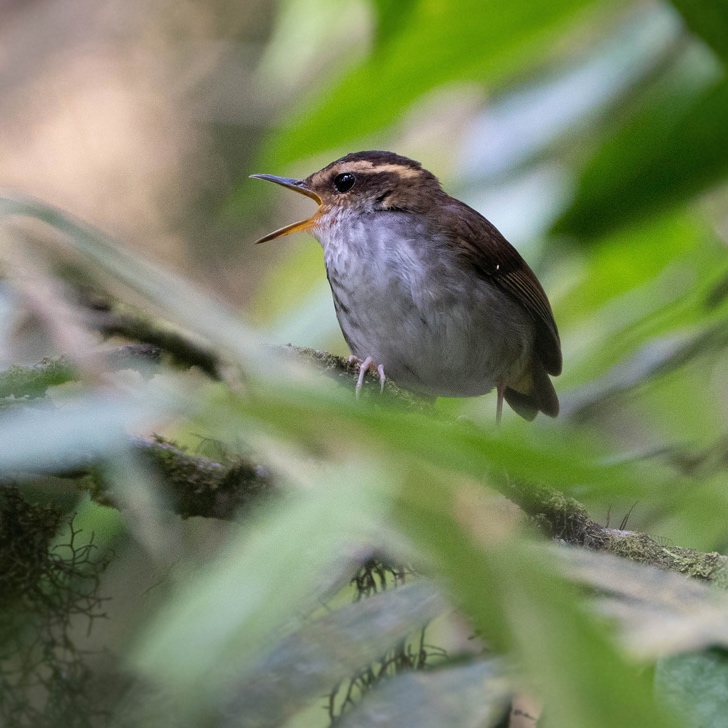 Bornean Stubtail calling from a low perch, Meratus Mountains