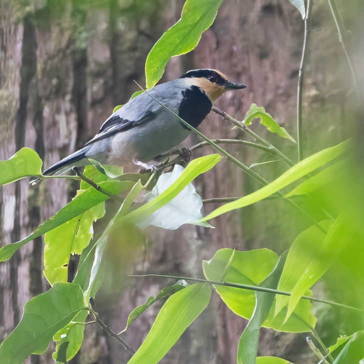 Male Fruit-hunter perched among leaves, Meratus Mountains
