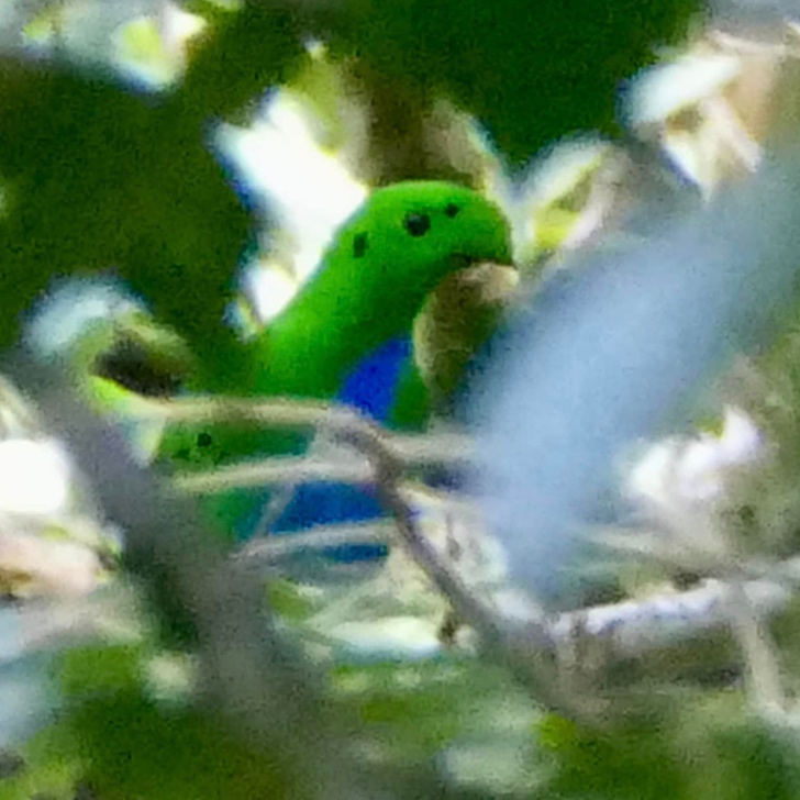 Hose's Broadbill in the canopy, Meratus Mountains