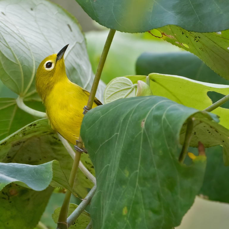 Javan White-eye perched in foliage, South Kalimantan coast
