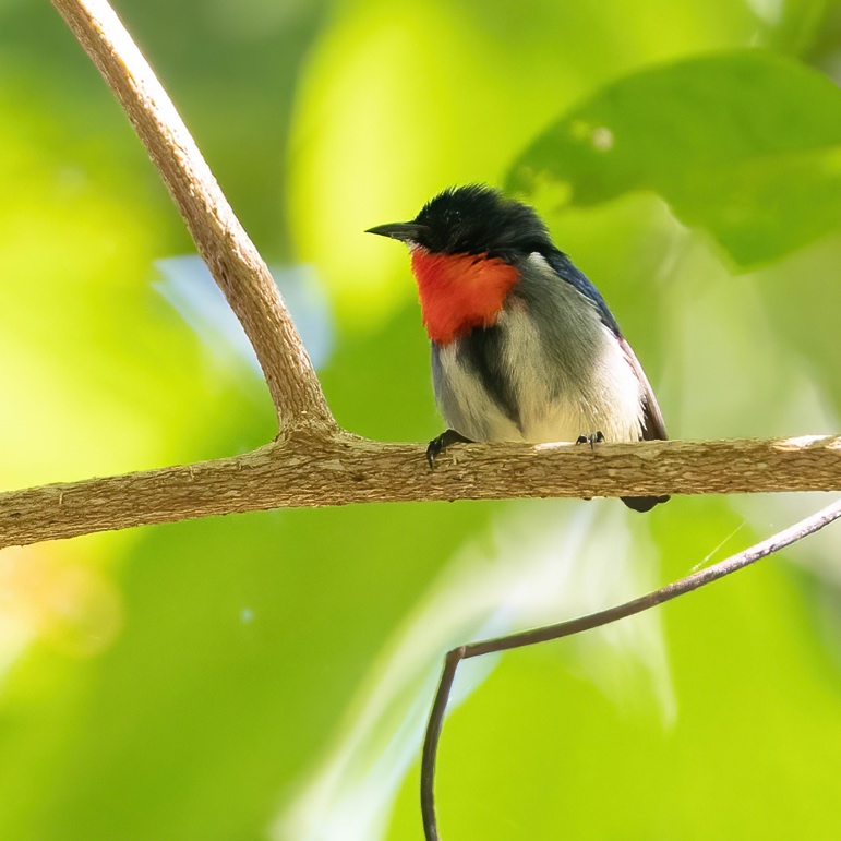 'Meratus Flowerpecker', an undescribed flowerpecker taxon, Meratus Mountains