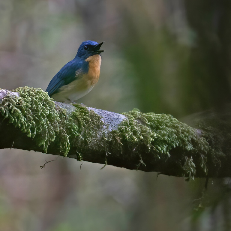 Meratus Jungle-flycatcher perched on a mossy branch, Meratus Mountains