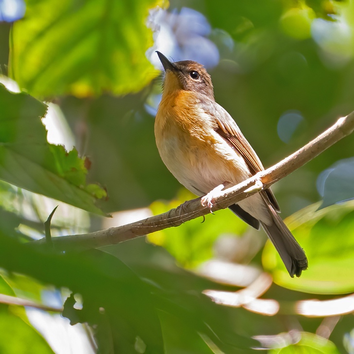Meratus Jungle-flycatcher, Meratus Mountains