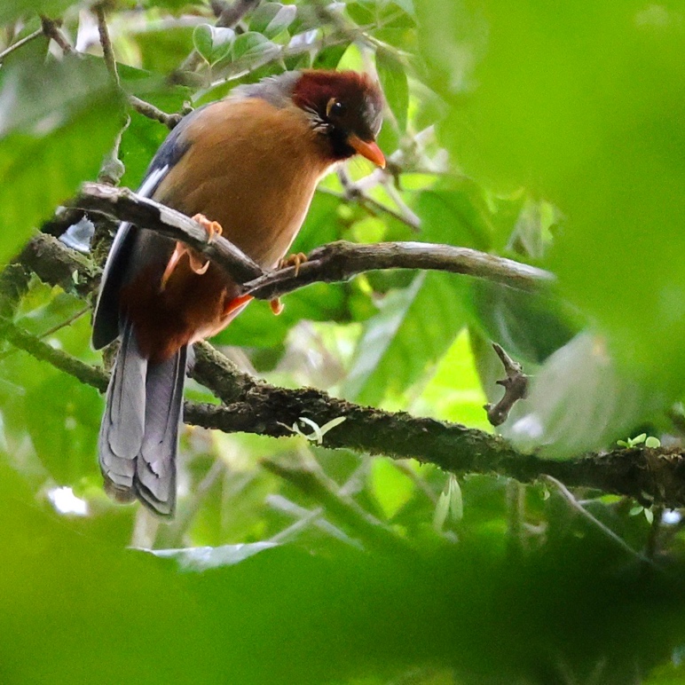 'Meratus Laughingthrush', an undescribed laughingthrush taxon, Meratus Mountains